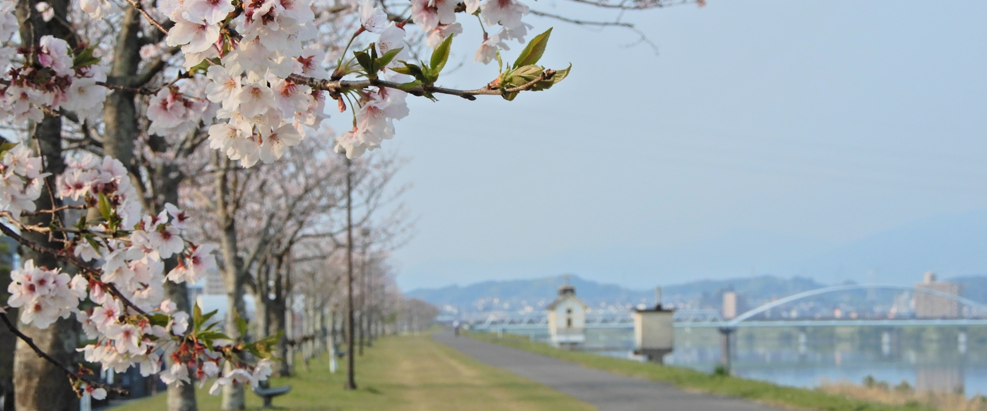 大淀川と桜の木
